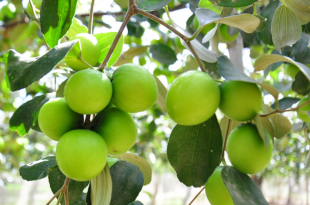 Cửa hàng vật tư nông nghiệp vỹ huyền