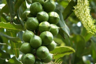 Cửa hàng vật tư nông nghiệp vỹ huyền